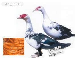 世上10道最残忍的名菜排行 世界上最残忍的菜,