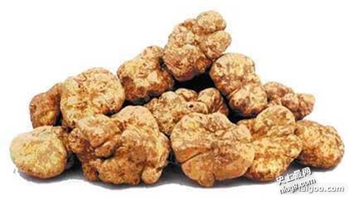 世界上最昂贵10大食物