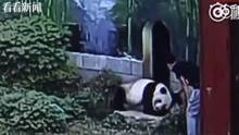江西南昌动物园男子与熊猫扭打的奇特画